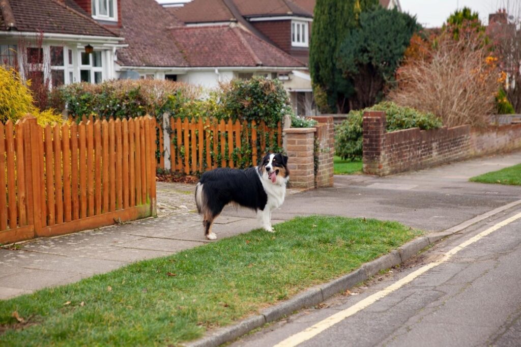 Black-and-white dog stands on a suburban sidewalk near a wooden fence.