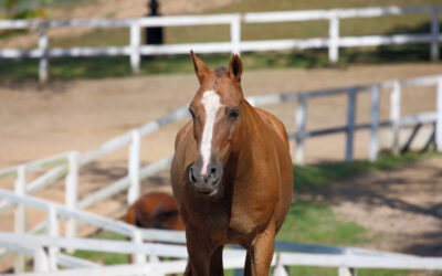 Choosing the Right Livestock Fence for Your Farm and Animals