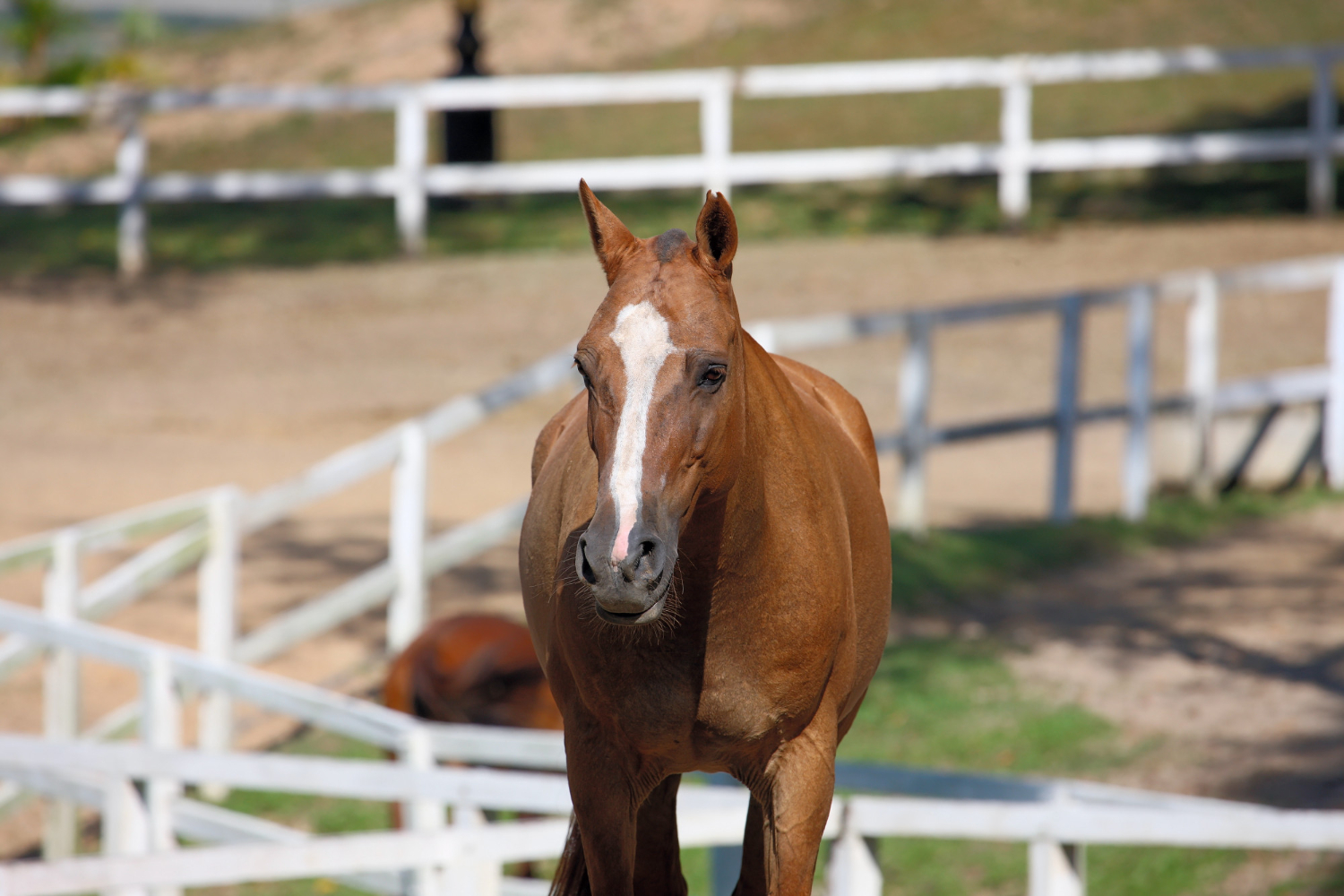 Choosing the Right Livestock Fence for Your Farm and Animals- Fusion Fence Co Greater Cincinnati